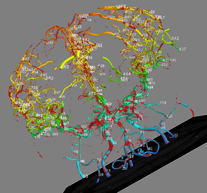 Fig. 1. Visualization of arteries geometric model: surface (blue to yellow), volume (red), skeleton branches (numbered chains of voxels).